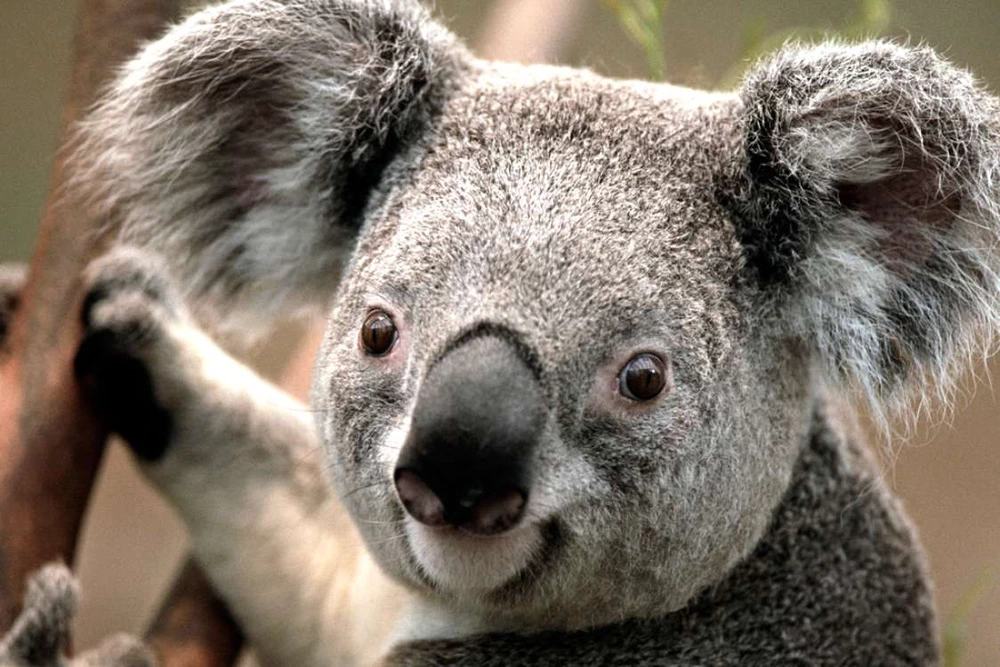 Koala — mylaýym hem mähirli haýwan