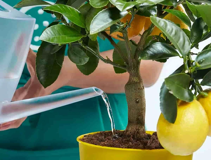 Öýde limon ösdürip ýetişdirmek isleseňiz…