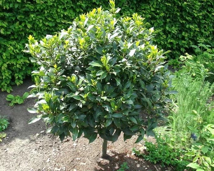 Kök (Italýan tymsaly)