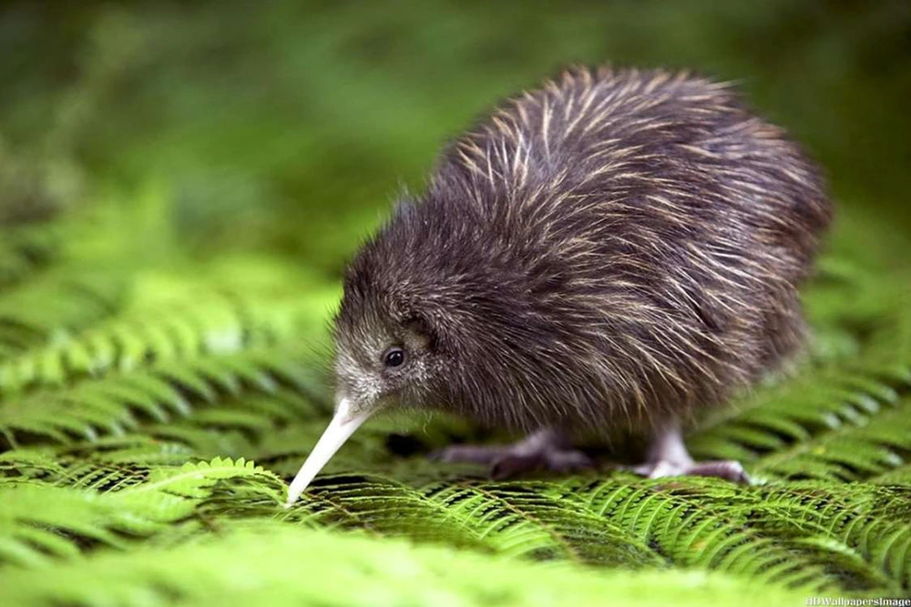 Kiwi guşy hakynda bilýärsiňizmi?