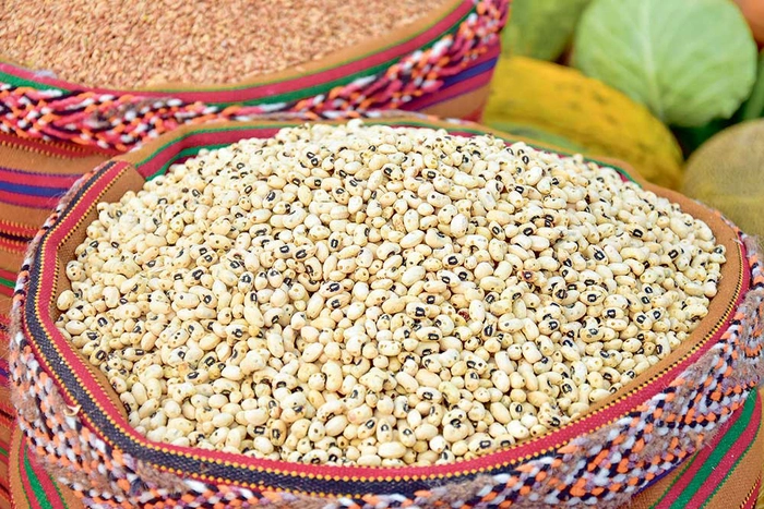 Daşoguzda mäş, noýba hem-de künji ekmek işleri üstünlikli geçirildi