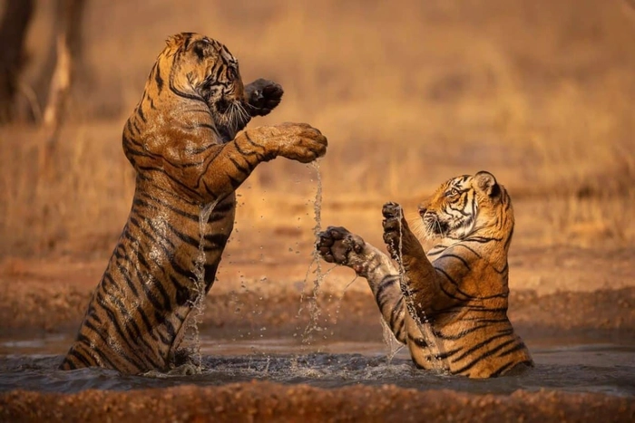 «Prints for Wildlife 2025»: Ýabany tebigatdan iň gowy pursatlar
