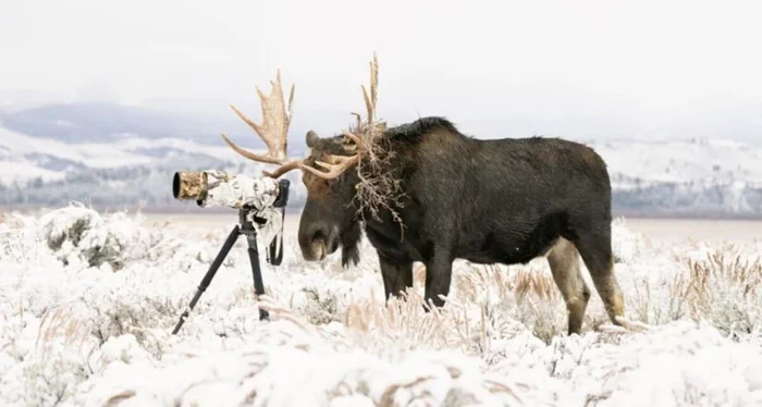 Самые красивые кадры природы: объявлены победители World Nature Photography Awards 2026