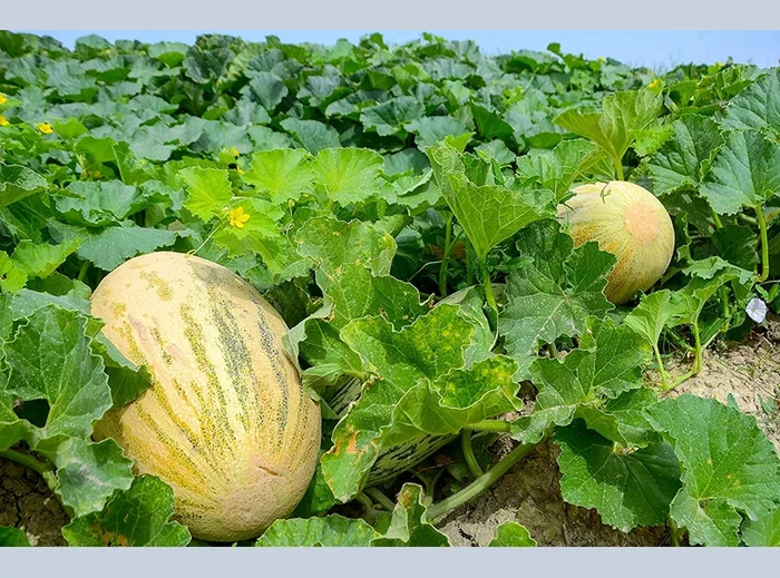 Ýurdumyzyň günbatar sebitiniň bakjaçylary möwsümleýin hasyly ýygnamaga girişdiler