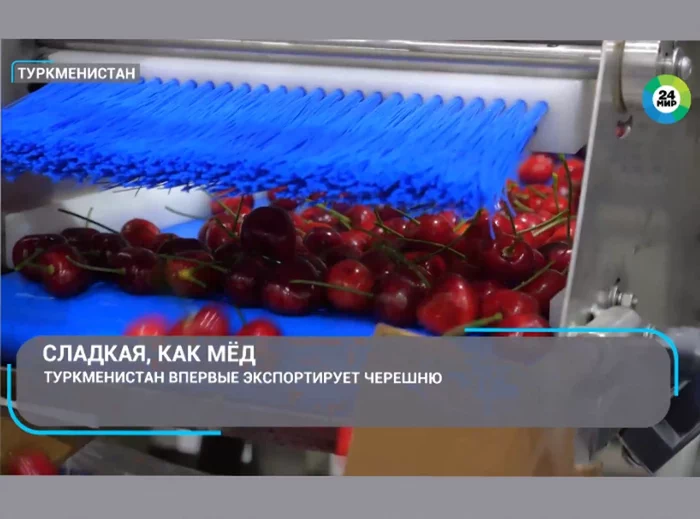 Türkmenistan ilkinji gezek süýji üljäni GDA ýurtlaryna eksport eder